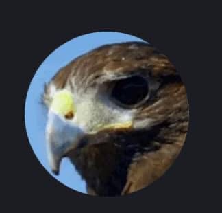 Trader Hawk